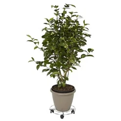 Plateau de manutention rond 60 kg Diall